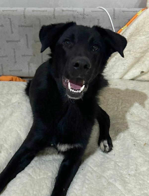 DANTE MIX BORDER COLLIE  Foto 3