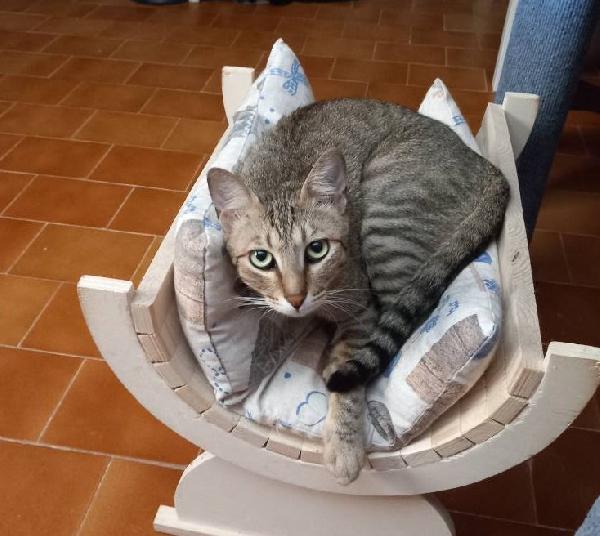 JAMES dolce micio in adozione! Foto 4