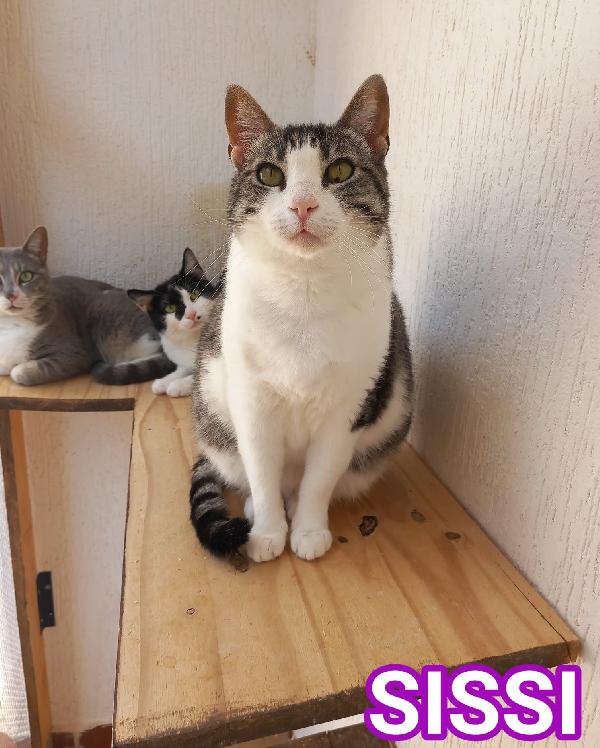 Tenera Micia In Adozione, Sissi!