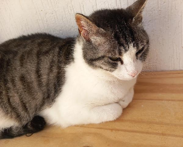 Tenera micia in adozione, SISSI! Foto 4