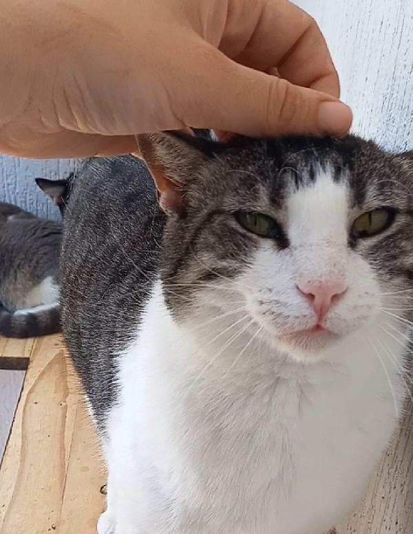 Tenera micia in adozione, SISSI! Foto 6