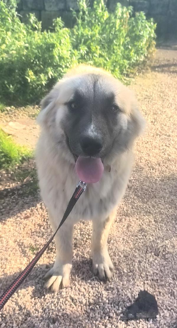 Thiago Dolce Cucciolone In Adozione 