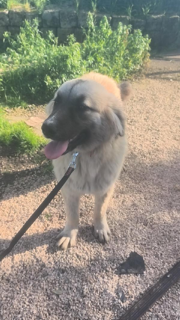 Thiago dolce cucciolone in adozione  Foto 4