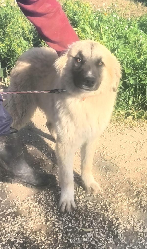 Thiago dolce cucciolone in adozione  Foto 6