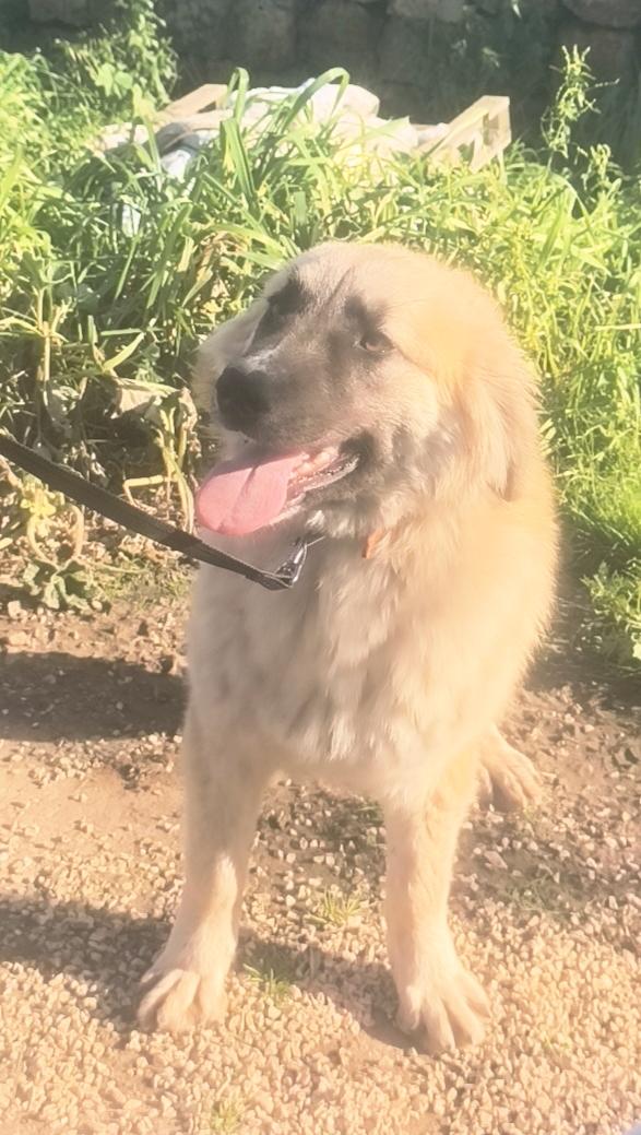 Thiago dolce cucciolone in adozione  Foto 8