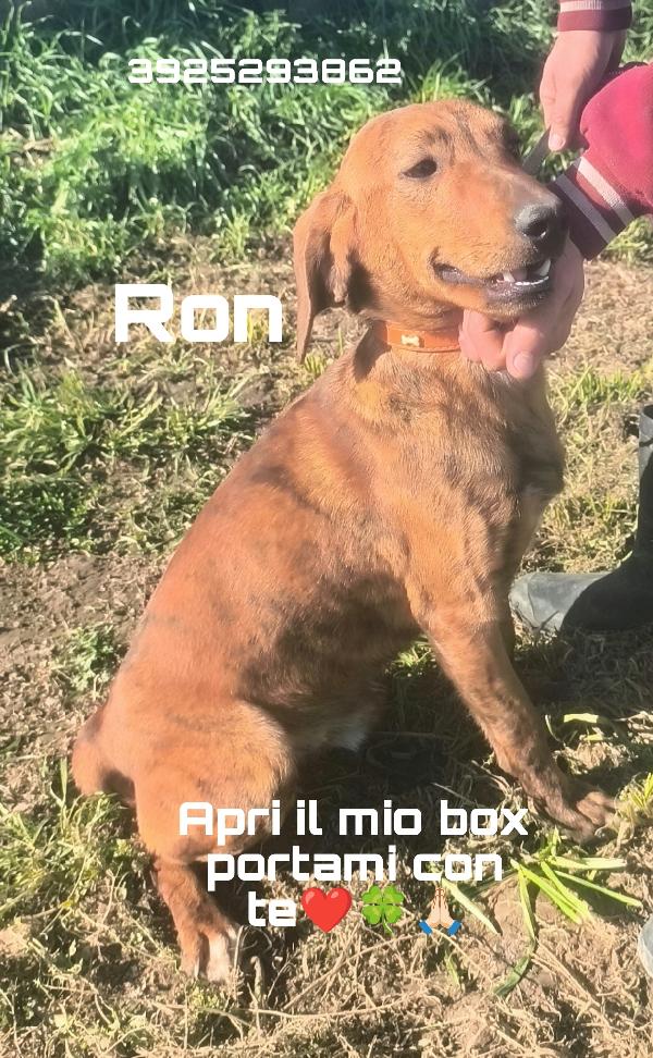 Ron la dolcezza in adozione  Foto 2