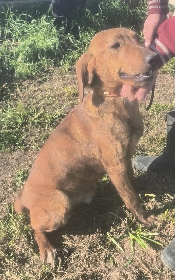 Ron la dolcezza in adozione  Foto 3