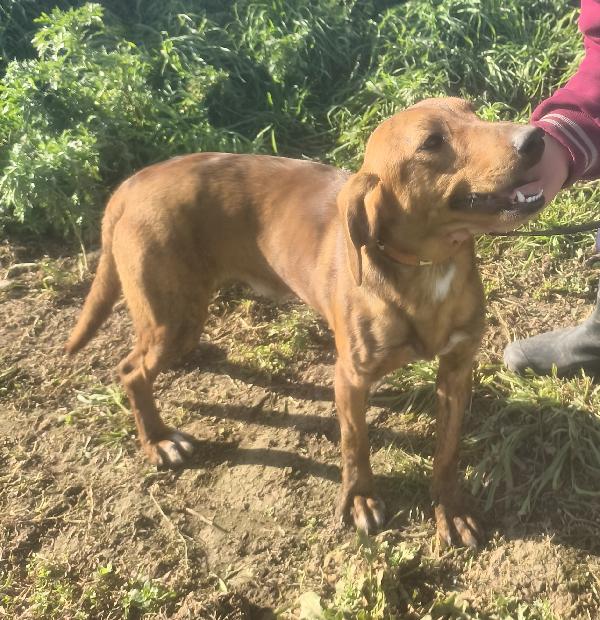 Ron la dolcezza in adozione  Foto 5