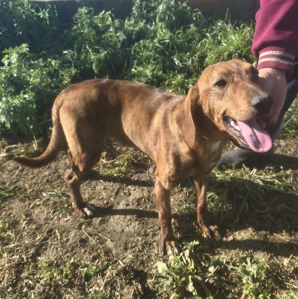 Ron la dolcezza in adozione  Foto 6