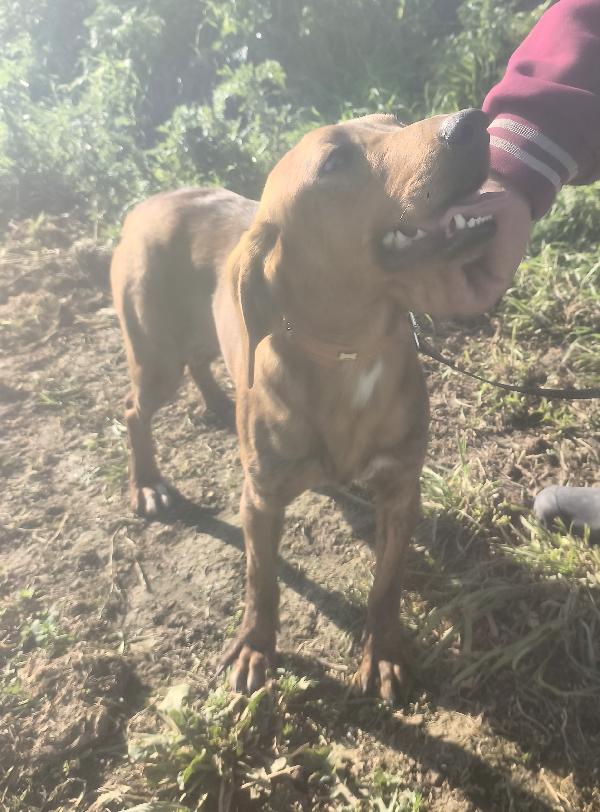 Ron la dolcezza in adozione  Foto 8