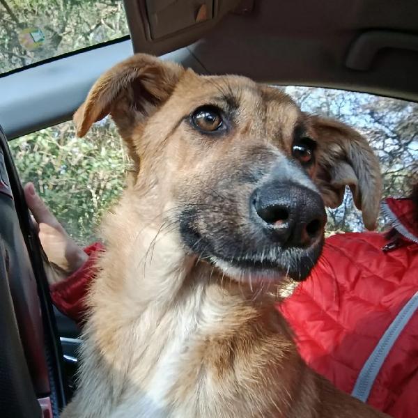 Ellie dolcissima cucciola in adozione  Foto 3