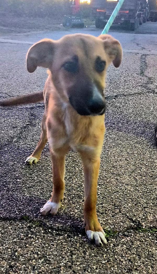 Ellie dolcissima cucciola in adozione  Foto 4