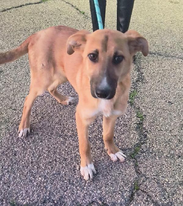 Ellie dolcissima cucciola in adozione  Foto 5