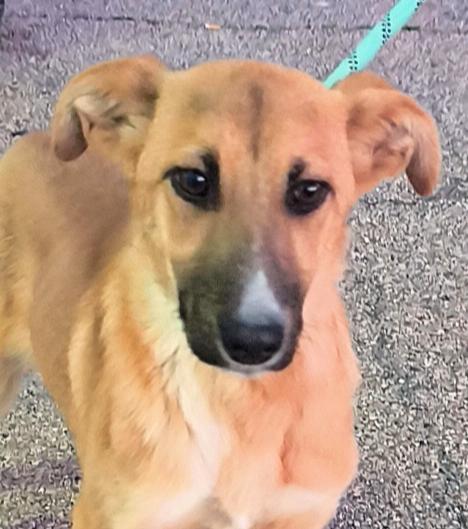 Ellie dolcissima cucciola in adozione  Foto 6