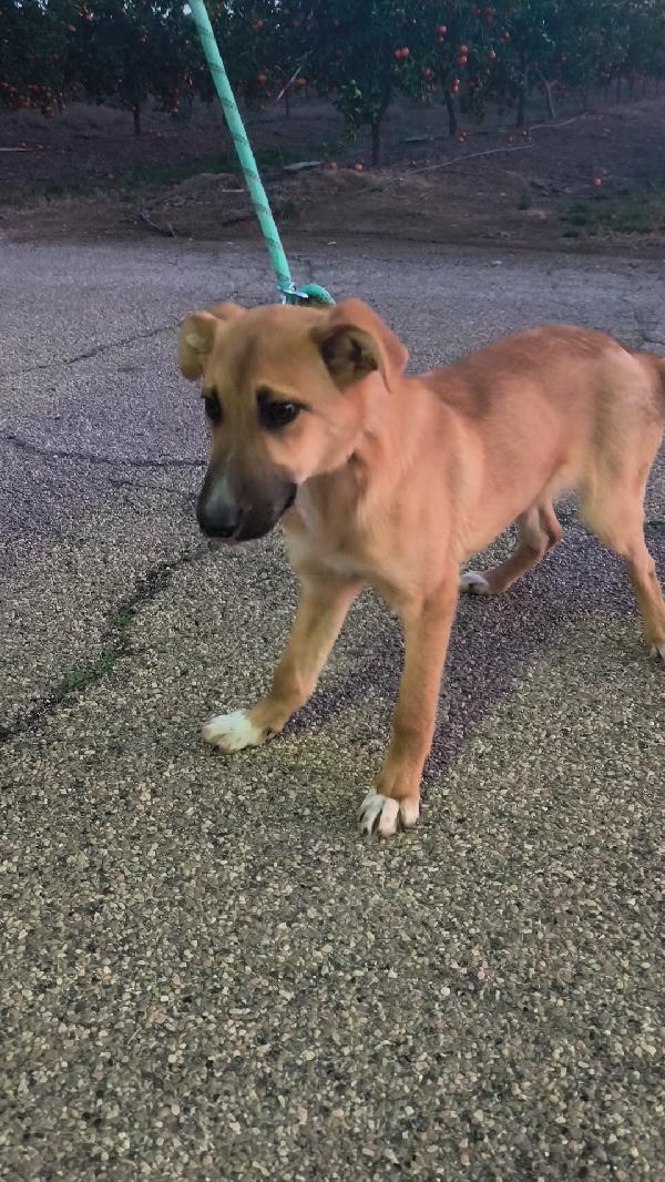 Ellie dolcissima cucciola in adozione  Foto 7