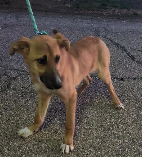 Ellie dolcissima cucciola in adozione  Foto 8