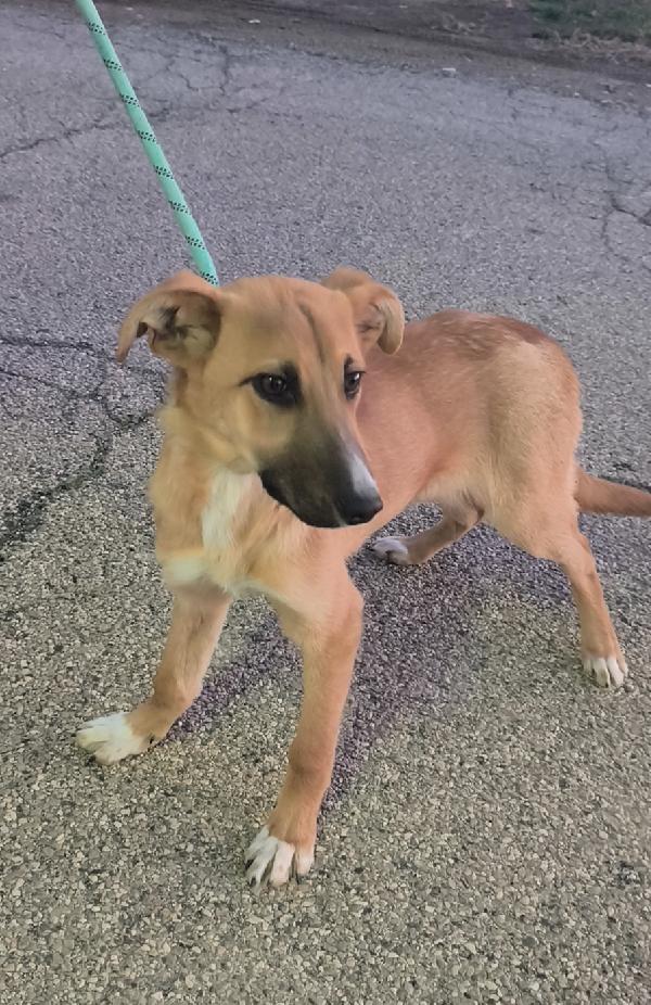 Ellie dolcissima cucciola in adozione  Foto 9