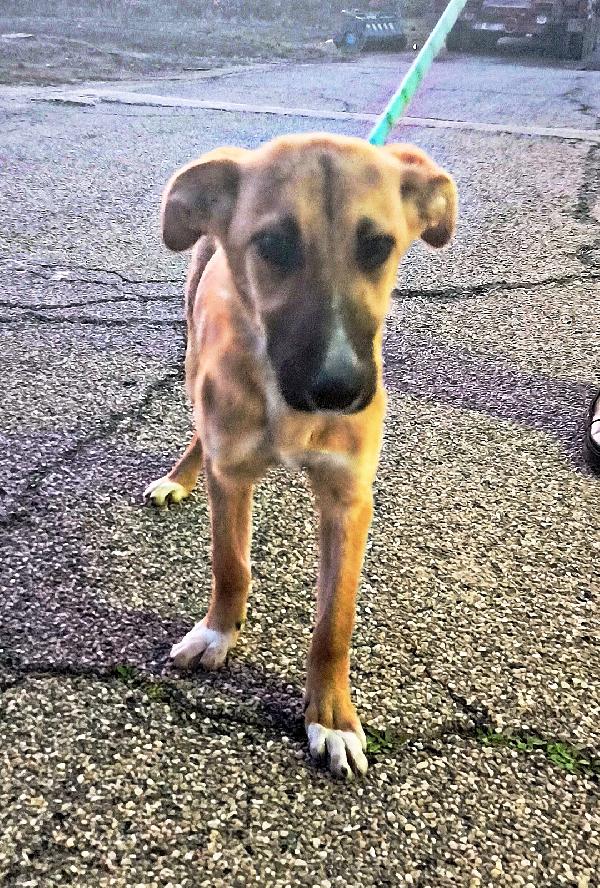 Ellie dolcissima cucciola in adozione  Foto 10