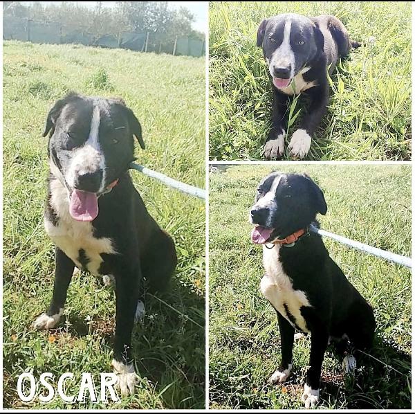 Oscar È Ancora Qui Che Attende Una Famiglia 
