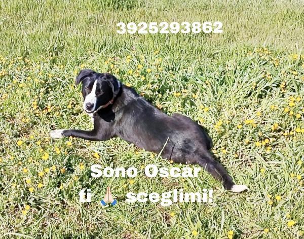 Oscar è ancora qui che attende una famiglia  Foto 3