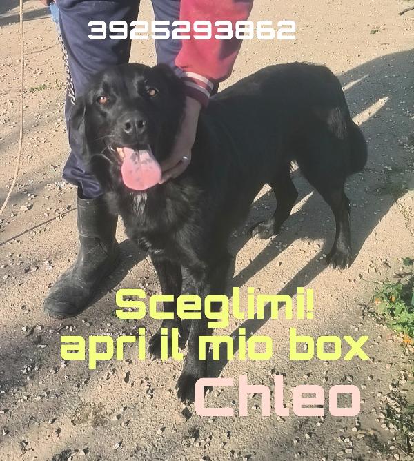 Chleo Mix Labrador Nera In Adozione 