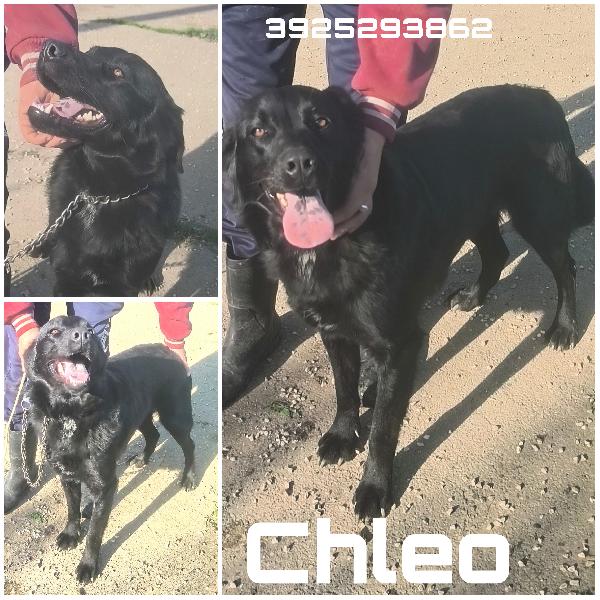 Chleo mix labrador nera in adozione  Foto 2