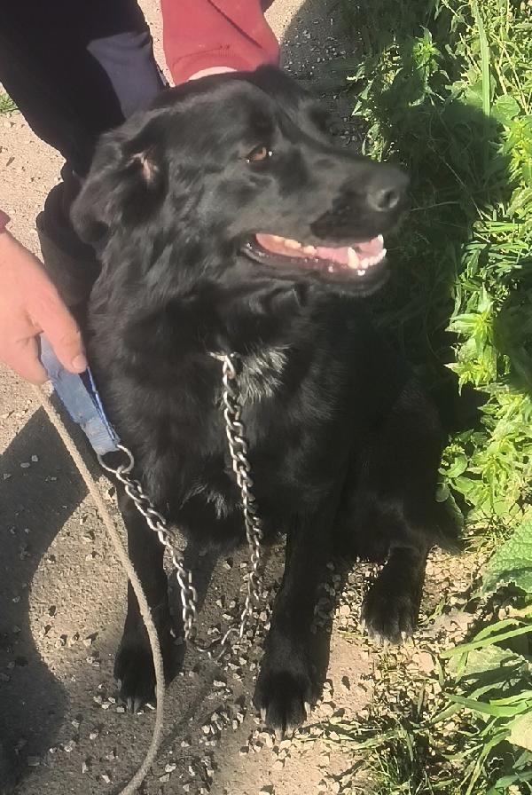 Chleo mix labrador nera in adozione  Foto 3