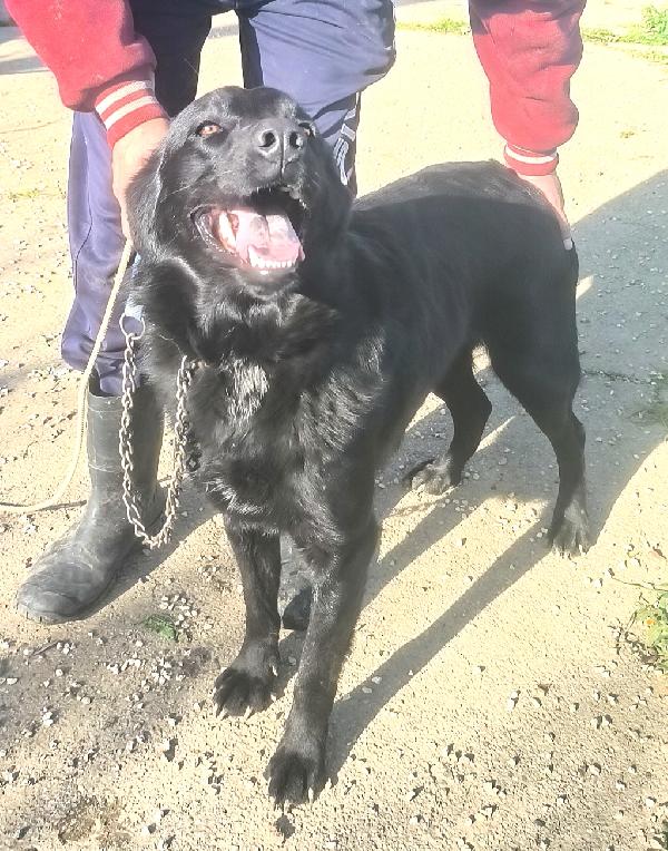 Chleo mix labrador nera in adozione  Foto 4