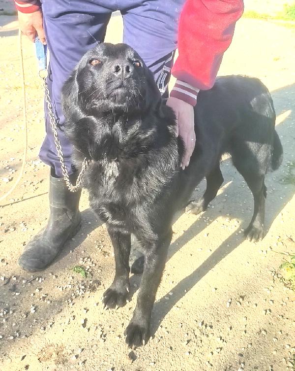 Chleo mix labrador nera in adozione  Foto 5