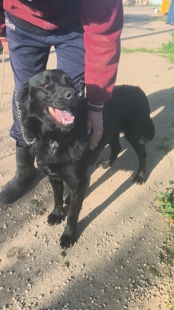 Chleo mix labrador nera in adozione  Foto 6