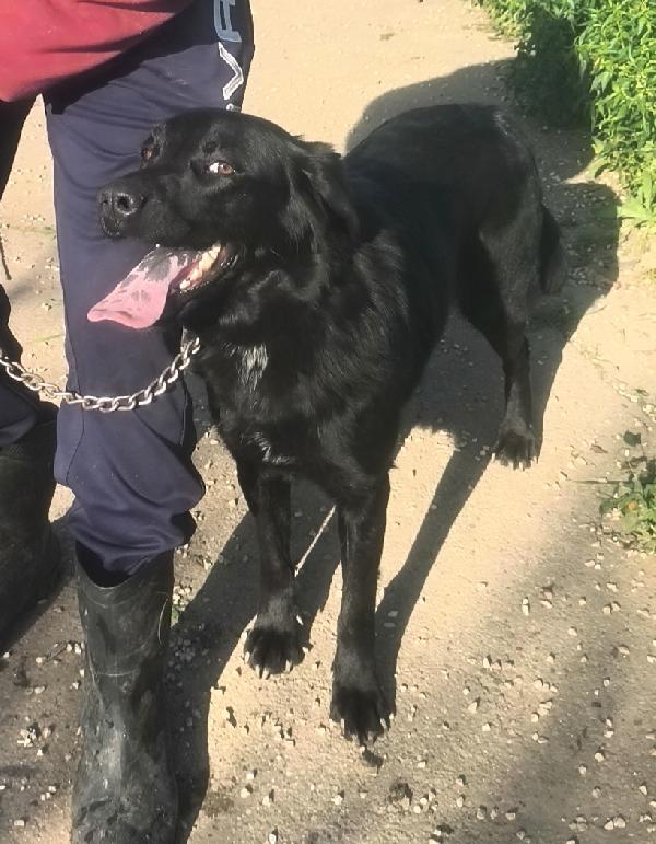 Chleo mix labrador nera in adozione  Foto 7