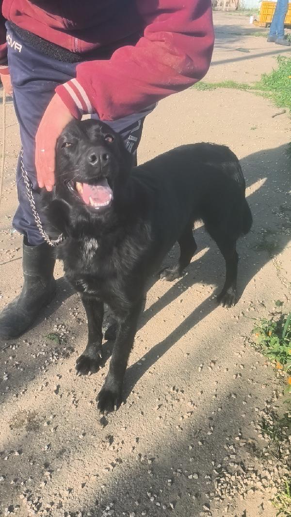 Chleo mix labrador nera in adozione  Foto 8