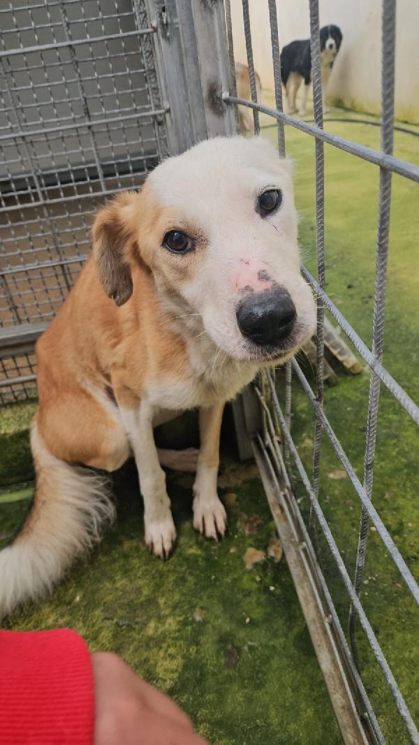 Gemma Tenera Cagnolina Salvata Da Maltrattamento 