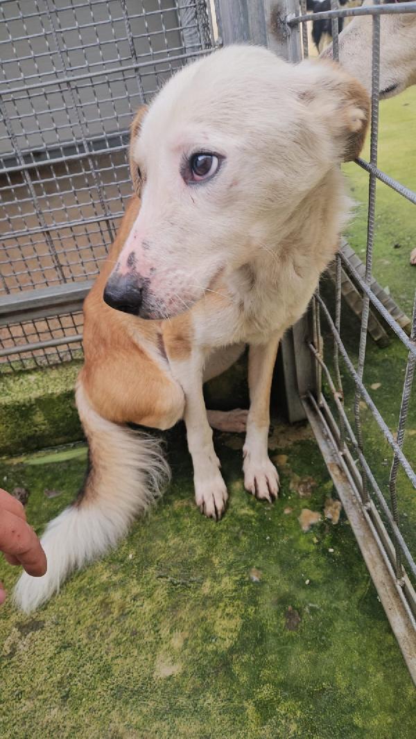 Gemma tenera cagnolina salvata da maltrattamento  Foto 2