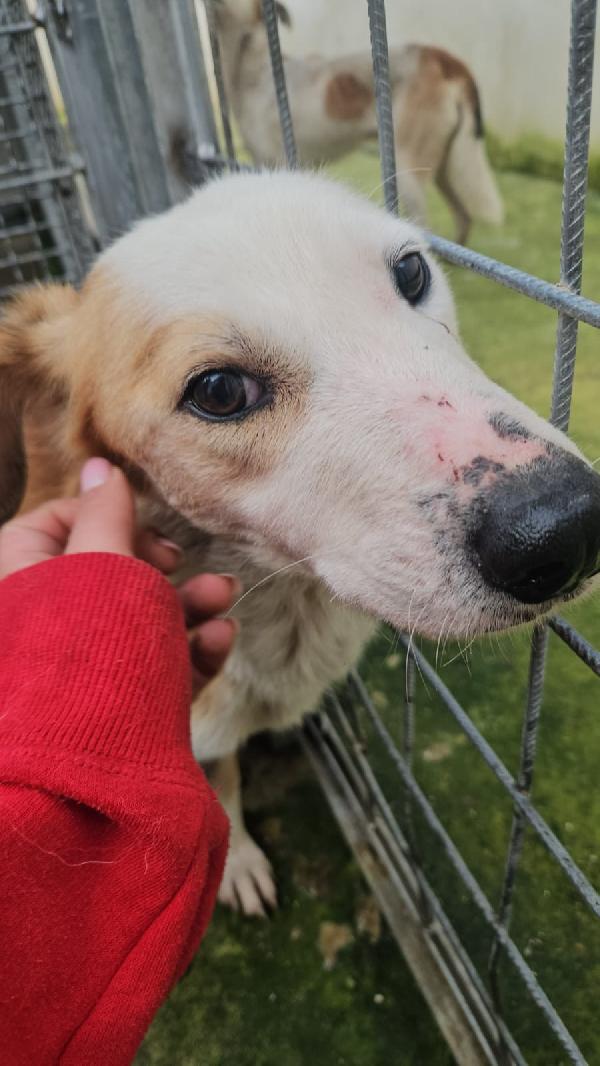 Gemma tenera cagnolina salvata da maltrattamento  Foto 3