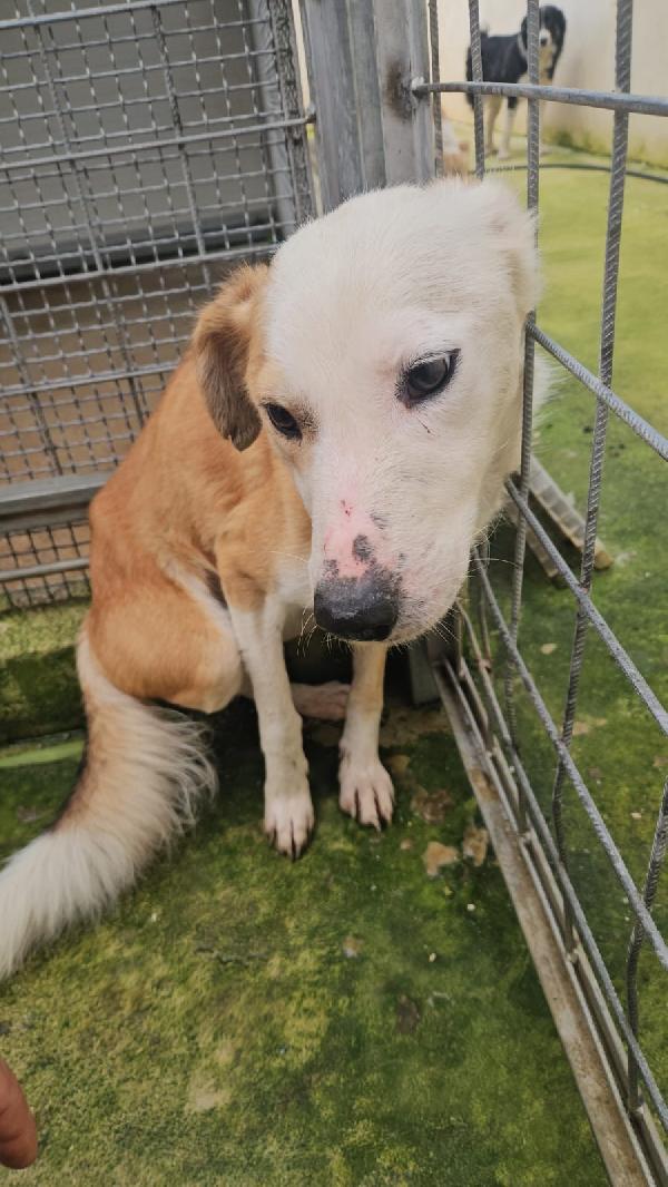 Gemma tenera cagnolina salvata da maltrattamento  Foto 4
