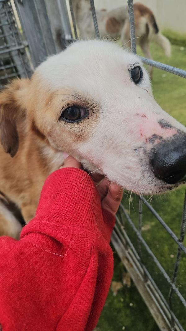 Gemma tenera cagnolina salvata da maltrattamento  Foto 5