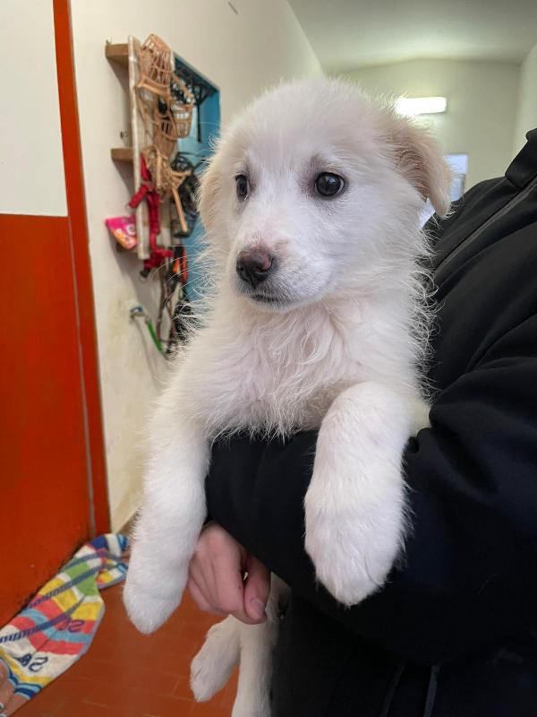 Tre Meraviglie Signorine