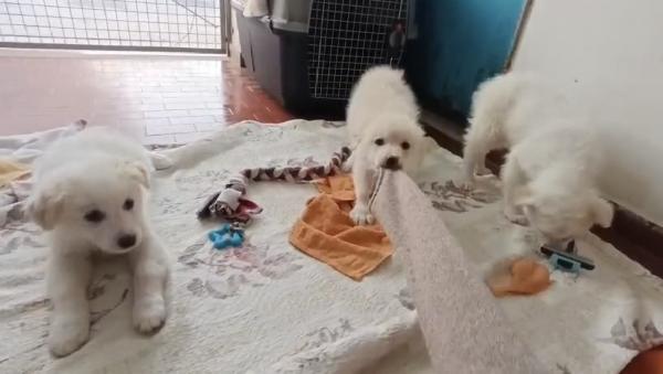 Tre meraviglie signorine Foto 3