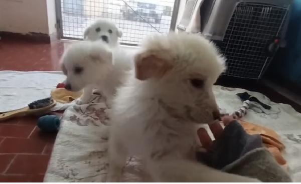 Tre meraviglie signorine Foto 4