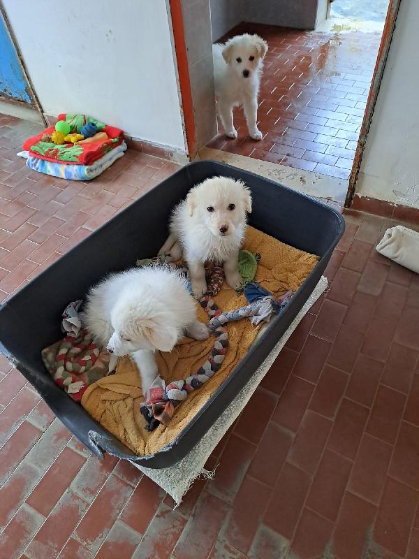 Tre meraviglie signorine Foto 5