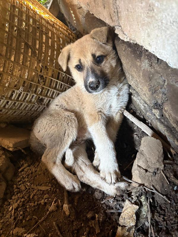 Giardino: 2 Mesi Taglia Media 