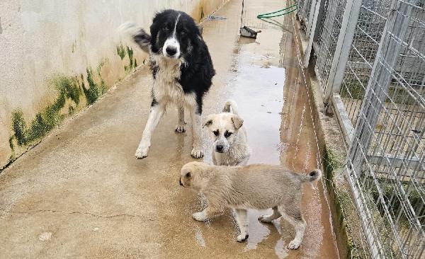 Giardino: 2 mesi taglia media  Foto 2