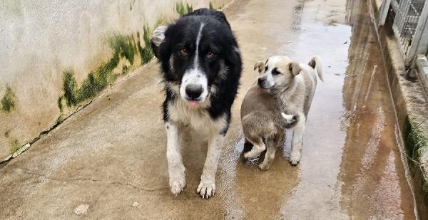 Giardino: 2 mesi taglia media  Foto 3