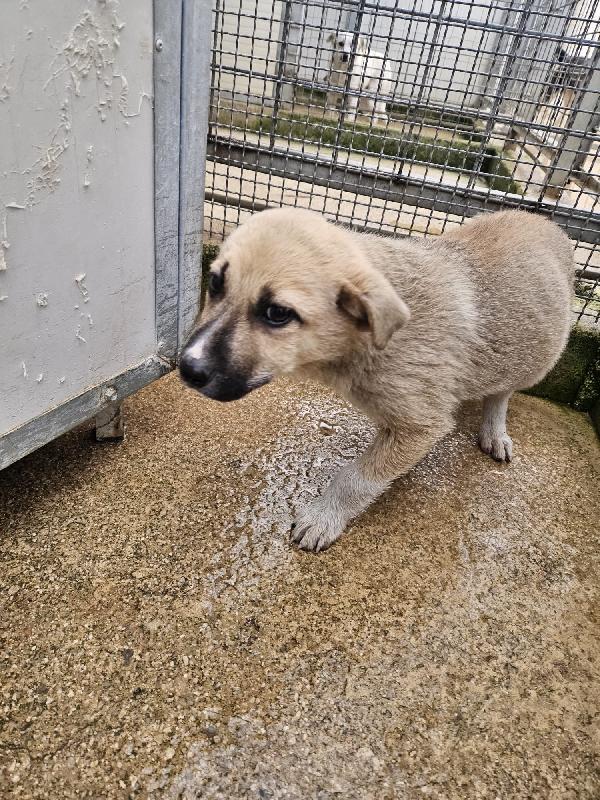 Giardino: 2 mesi taglia media  Foto 6