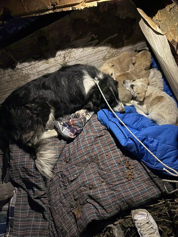 Giardino: 2 mesi taglia media  Foto 10