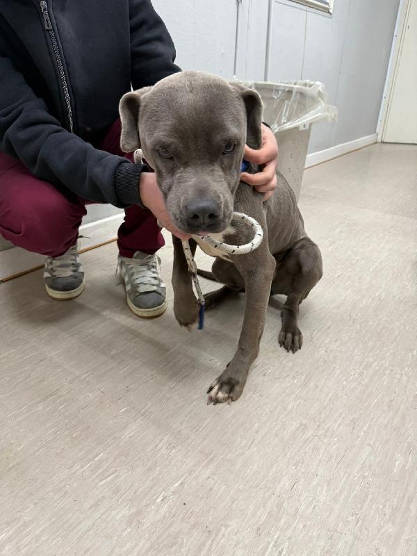URGENTE! MIMÌ GIOVANE DOLCE PITBULL CERCA CASA!!!  Foto 2