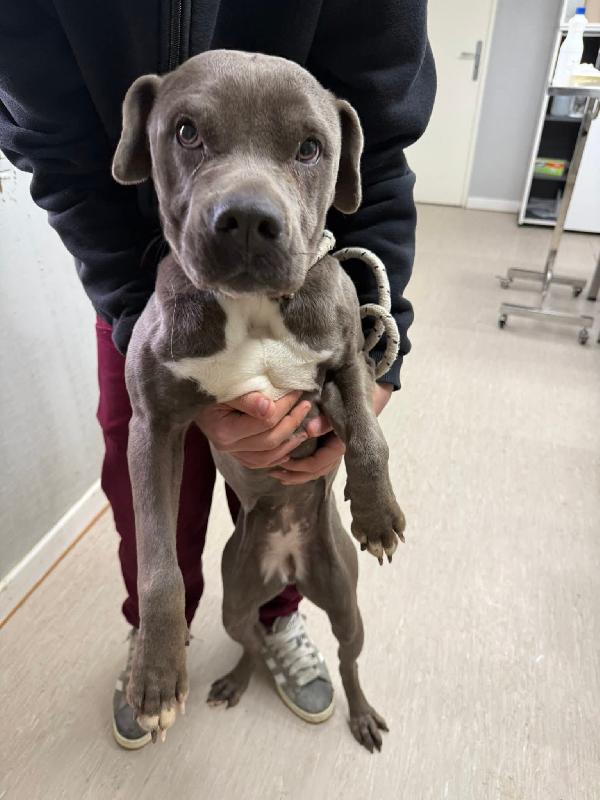 URGENTE! MIMÌ GIOVANE DOLCE PITBULL CERCA CASA!!!  Foto 3