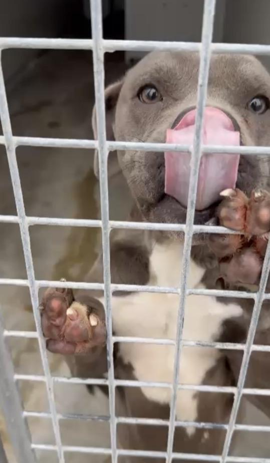 URGENTE! MIMÌ GIOVANE DOLCE PITBULL CERCA CASA!!!  Foto 4