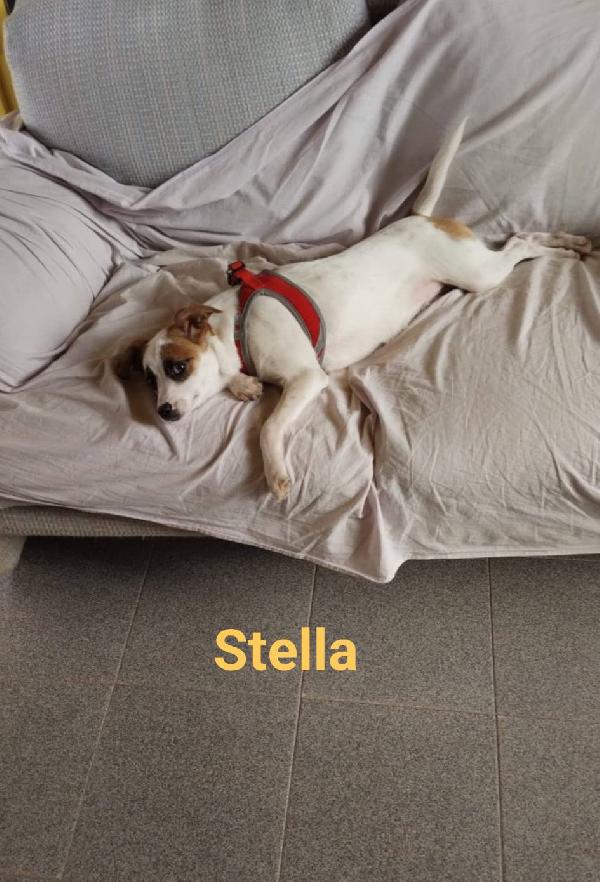 STELLA cucciola Foto 3